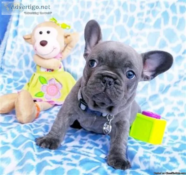 playful loving french bulldog for sale