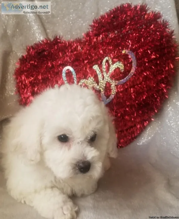 Bichon Frise