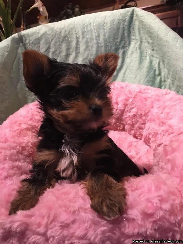 yorkie pups