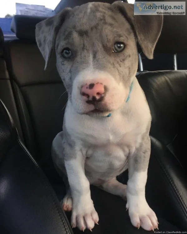 Merle Pitbull Puppies