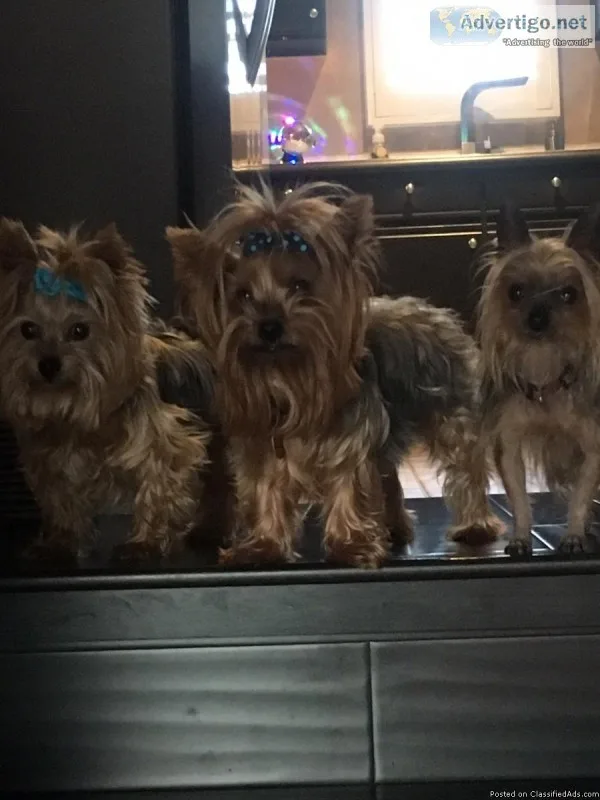 Yorkie adults