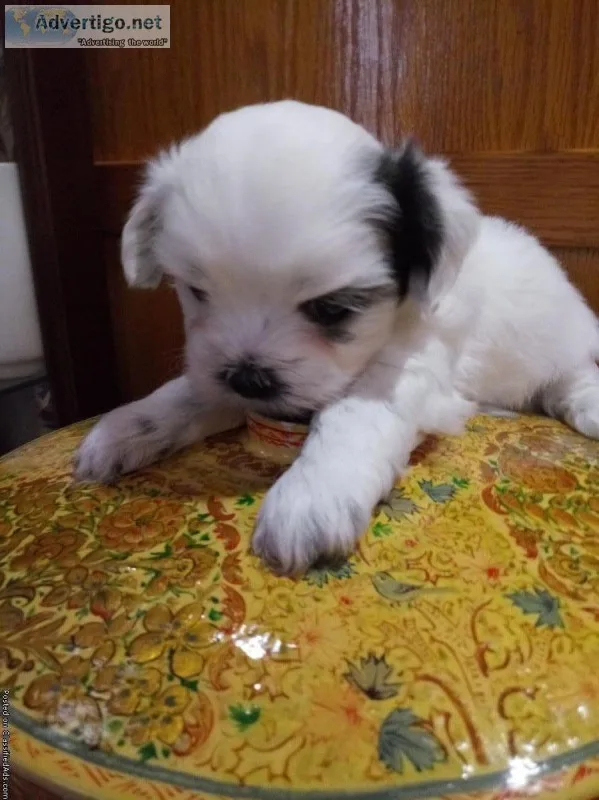 Shichon puppies (Coco boy 2)