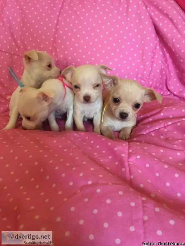 Chihuahua puppies need home