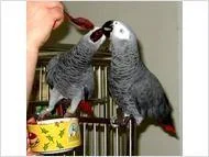 Congo African Greys Parrots