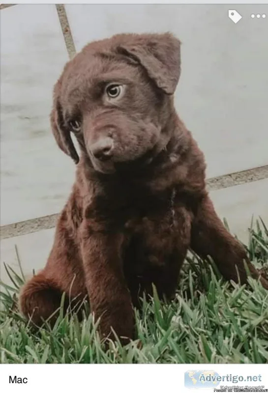 Chesapeake Bay Retrievers