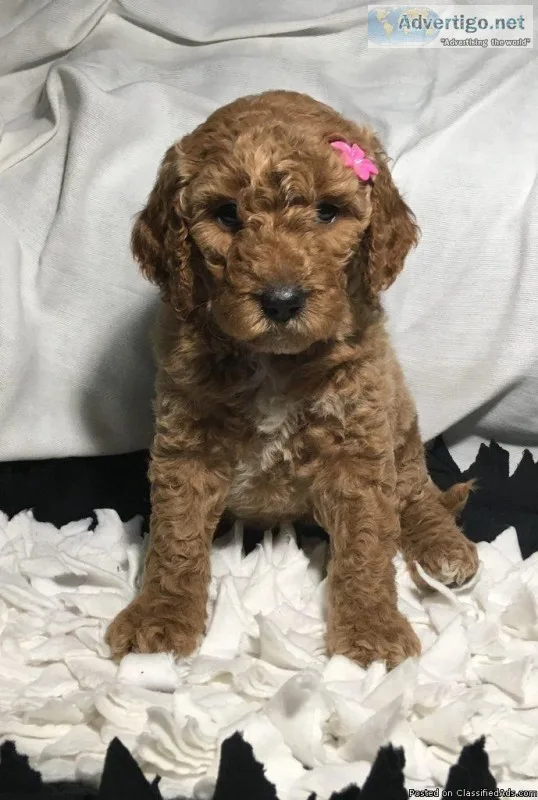Hailey Female Goldendoodle