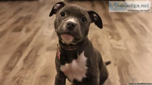Purebred Pitbull Puppies READY TO GO