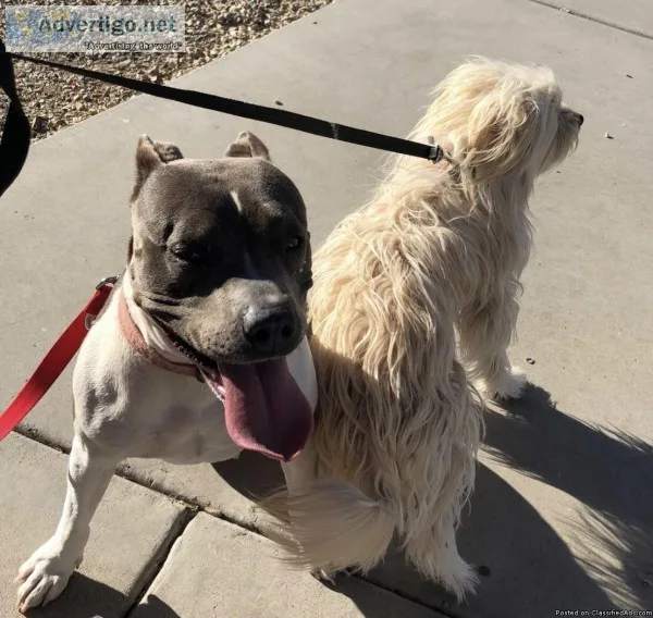2 dogs looking for a new home