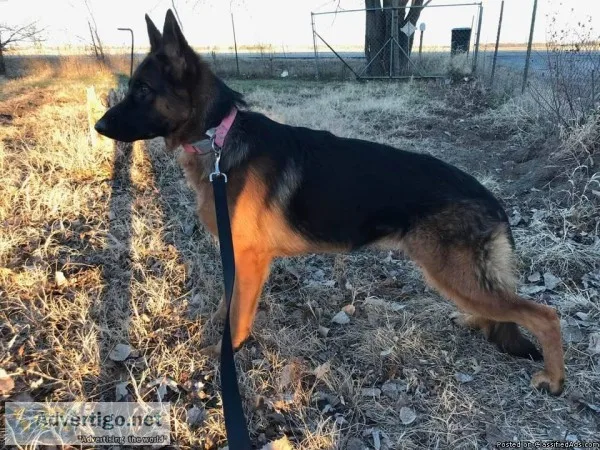 Femal German Shepherd
