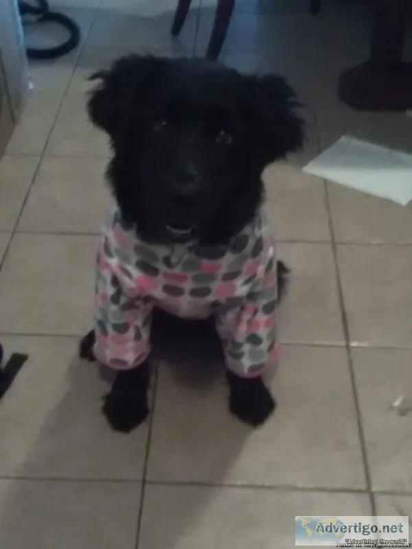 7 month old female border collie mix