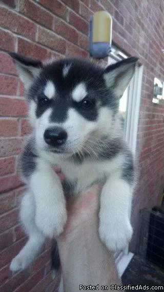 Siberian husky puppies ready now