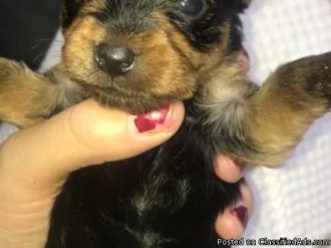 Yorkshire Terriers For Sale