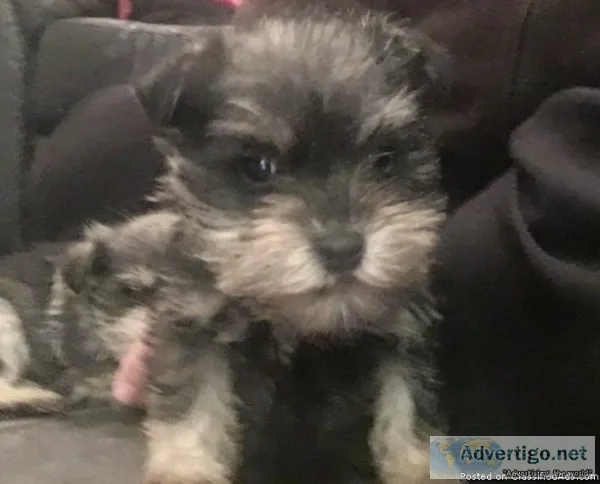 Lovely Male And Female Schnauzer Puppies