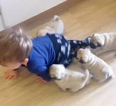 healthy pug puppies for new homes
