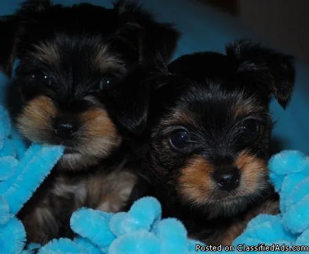 Yorkie Pppies ReHoming