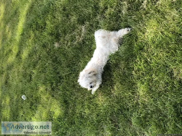 1 year old maltese mix for sell