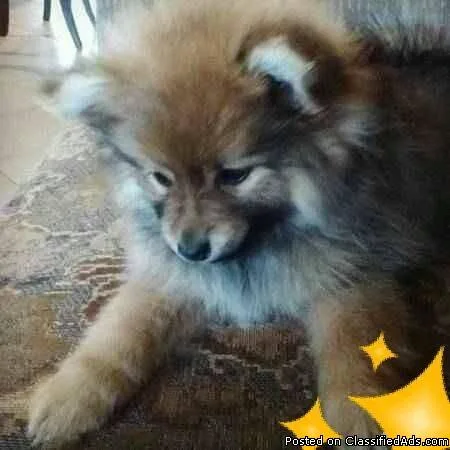F1 Pomsky Puppies