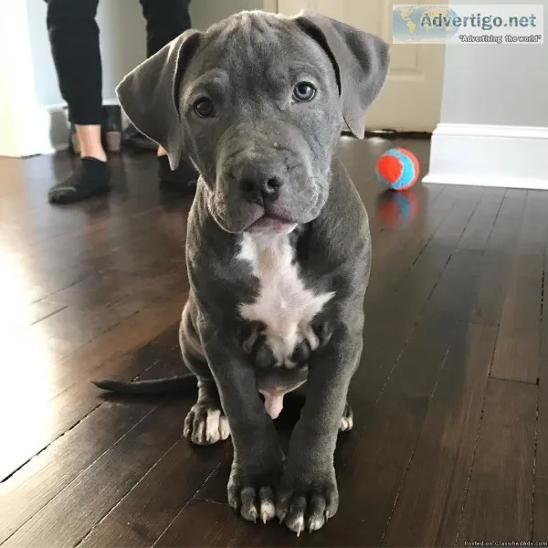 Pitbull puppys for sale