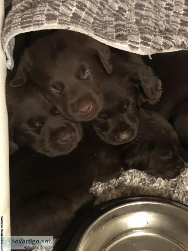 Silver factored Chocolate Labrador puppies