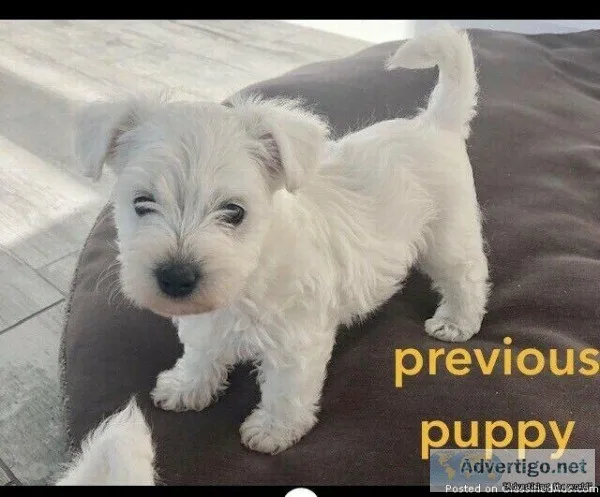 West highland white terriers. Westies