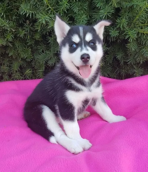 Sxgxhx gorgeous siberian husky puppies