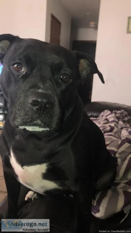 Pitbull lab mixed