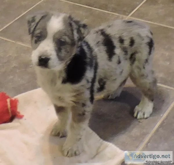 Australian Shepherd Cross Puppies