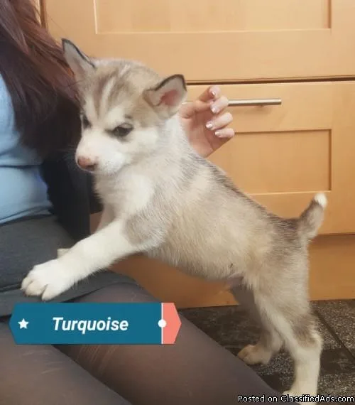 Siberian Husky Puppies