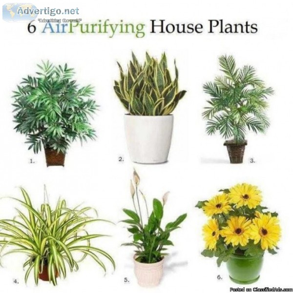 Vertical gardening solutions