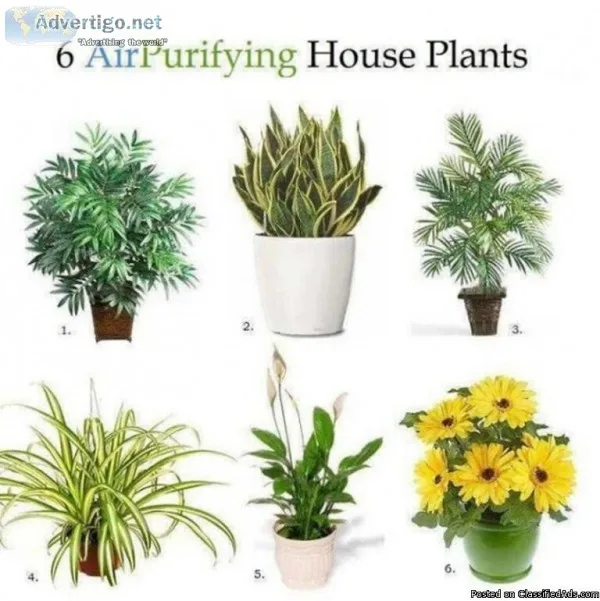 Vertical gardening solutions