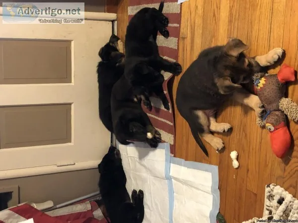 German Shepherd puppies