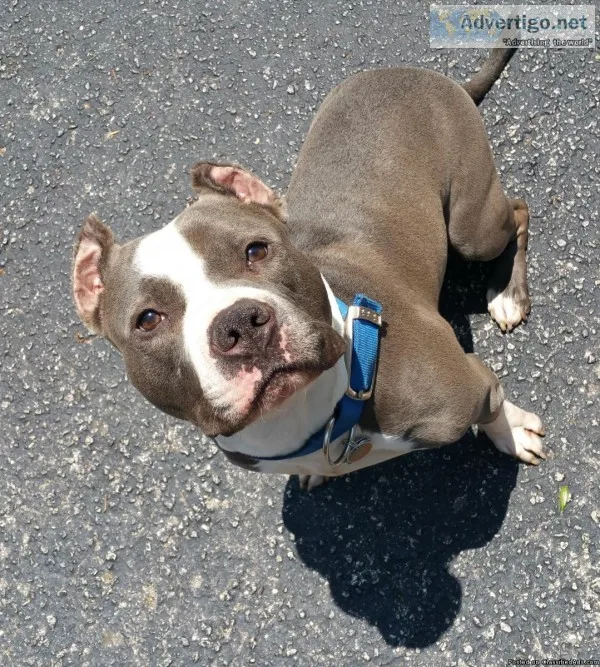 4 yr Loveable Bully