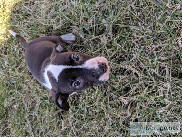 American Bully female