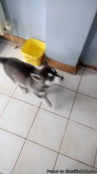 Ready to go family Day Siberian husky puppies for Sale