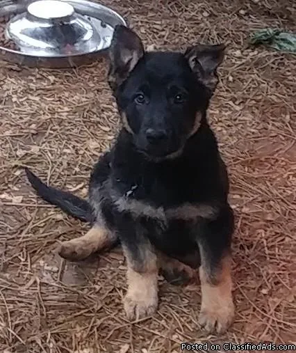 German Shepherd puppy