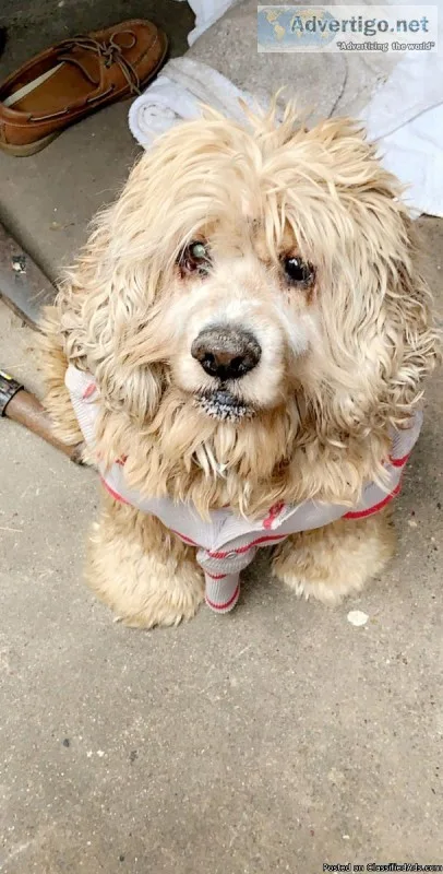 Cocker Spaniel 4Sale