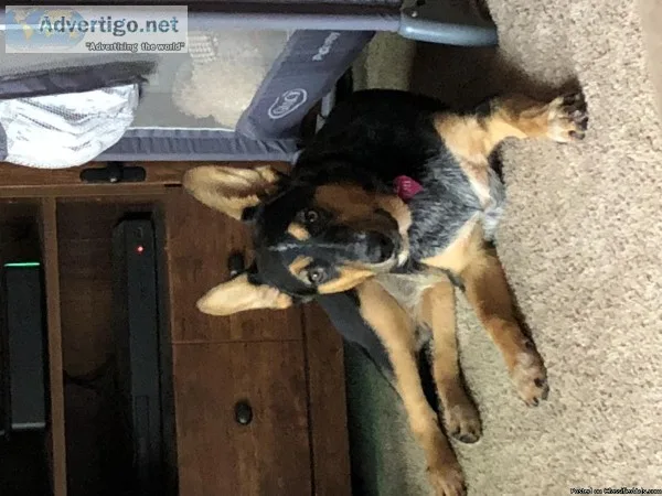 Dog needs a home