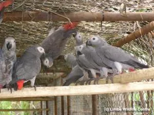 Adorable Talking African Grey Parrots