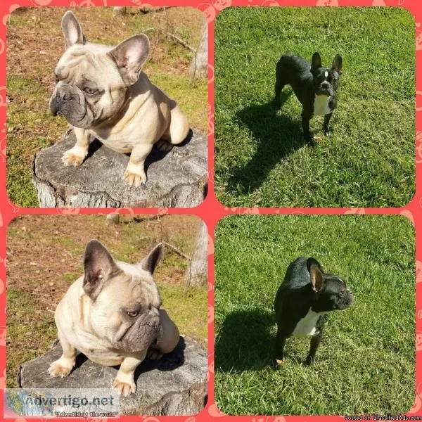 Frenchton puppies coming soon