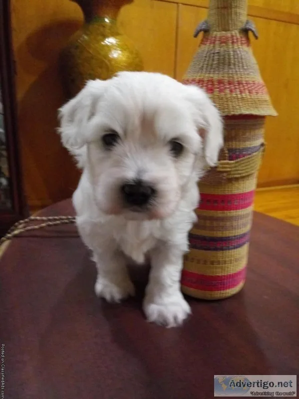 Shichon puppies( Angelina boy)