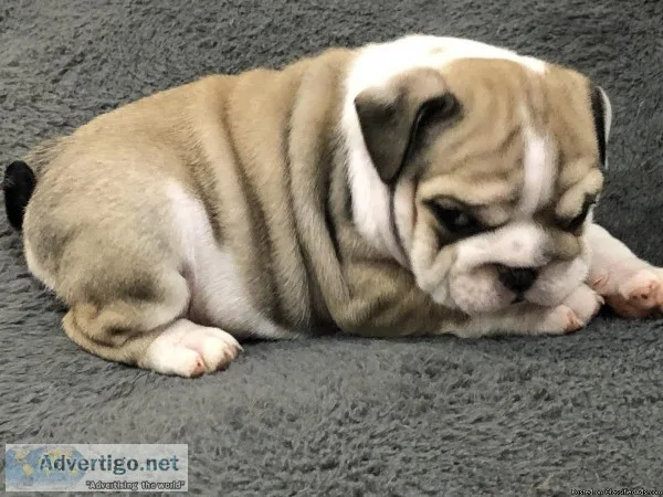 English Bulldog puppies