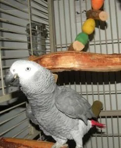 TLC Offered for African Grey Needing a Loving Home