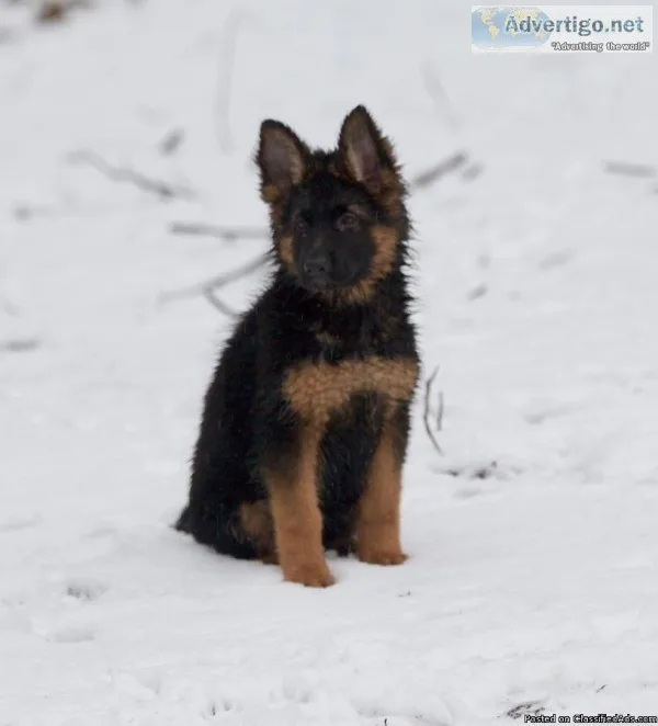 3 Long Stock Coat Red And Black Female Pups