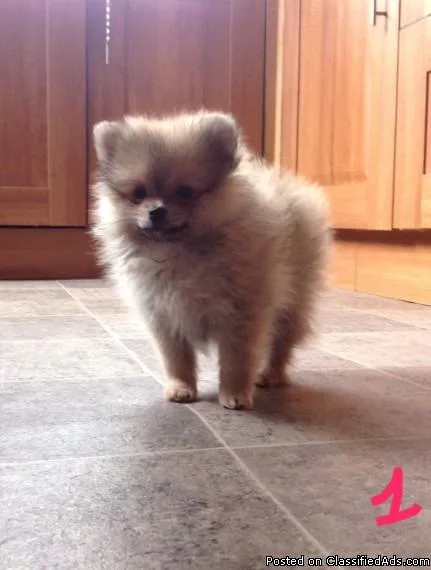 Stunning Pomeranian Puppies True To Type