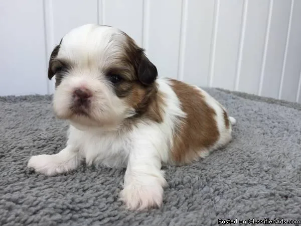 Pure Breed 100% Parti Color Toy Shih Tzus puppies adorable