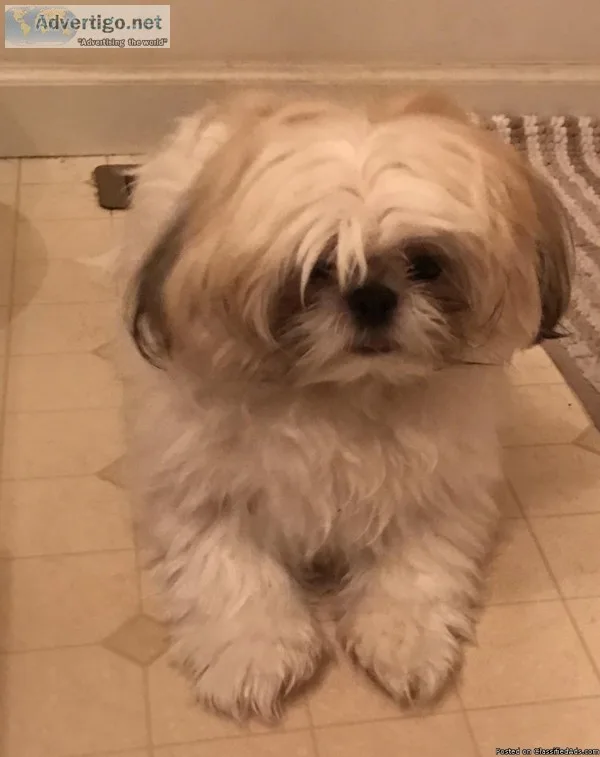 AKC Shih Tzu 11months