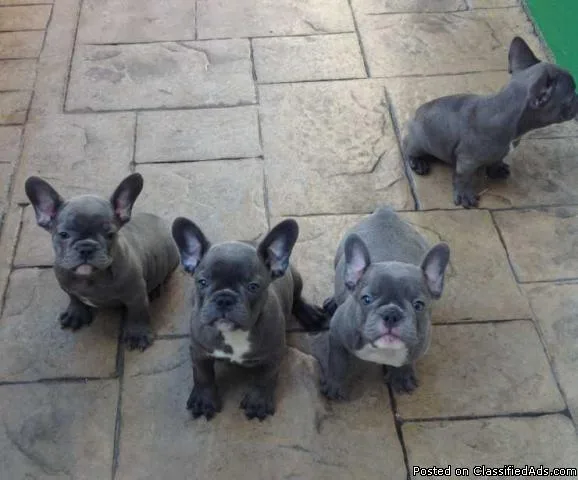 Beautiful French bulldog