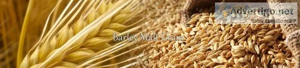 Liquid MAlt Extract Barley Malt Grain Barley Malt