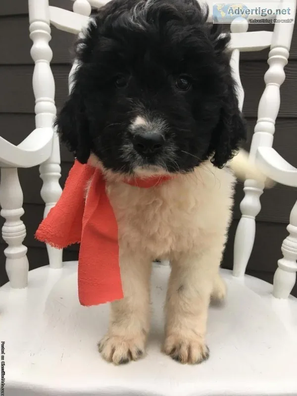 Newfypoo puppies