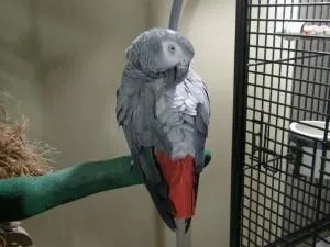 African Grey Parrots Available Soon
